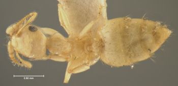 Media type: image; Entomology 9166   Aspect: habitus dorsal view